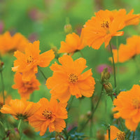 Orange Cosmos Flower seeds for Planting - Long Bloom Season, Heirloom & GMO Free Seeds for Home Garden