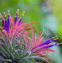 Tillandsia Ionantha Flower seeds for Planting Vibrant Colors Heirloom & GMO Free Seeds for Home Garden