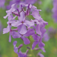 Purple Mixed EveningScented Flower Seeds for Planting Low Maintenance Heirloom & GMO Free Seeds for Home Garden
 
 Sale