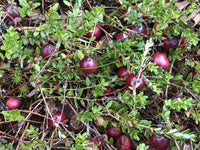 Vaccinium Macrocarpon Planting Fruit Seeds for Tart Berries