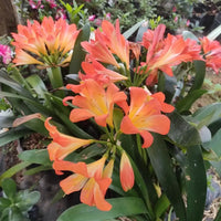 Orange Miniata Flower seeds for Planting - Bright Blooms, Heirloom & GMO Free Seeds for Home Garden