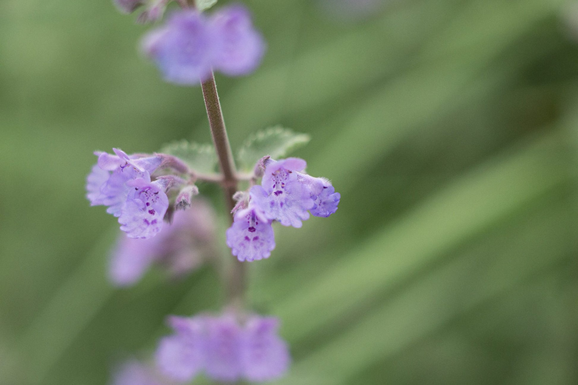 Persian Catmint Flower seeds for Planting Fragrant Blossoms Heirloom & GMO Free Seeds for Home Garden