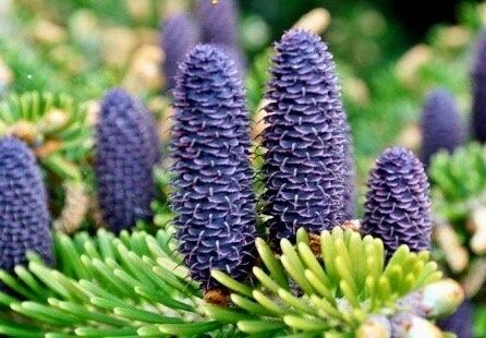 Purple Abies Flower seeds for Planting - Compact Growth, Heirloom & GMO Free Seeds for Home Garden