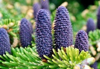 Purple Abies Flower seeds for Planting - Compact Growth, Heirloom & GMO Free Seeds for Home Garden