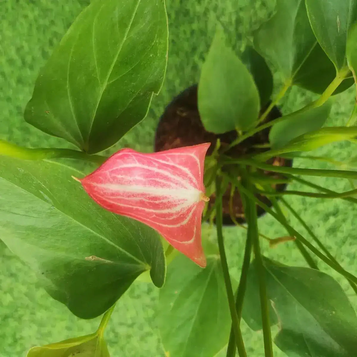 Pink Anthurium Andraeanum Flower seeds for Planting Low Maintenance Heirloom & GMO Free Seeds for Home Garden