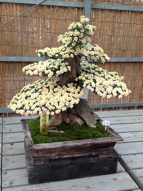 Bonsai Chrysanthemum Flower seeds for Planting - Compact Growth, Heirloom & GMO Free Seeds for Home Garden