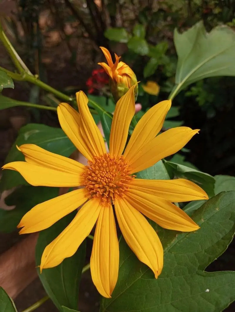 Tithonia Diversifolia SunFlower seeds for Planting Shade Tolerant Heirloom & GMO Free Seeds for Home Garden