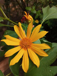 Tithonia Diversifolia SunFlower seeds for Planting Shade Tolerant Heirloom & GMO Free Seeds for Home Garden