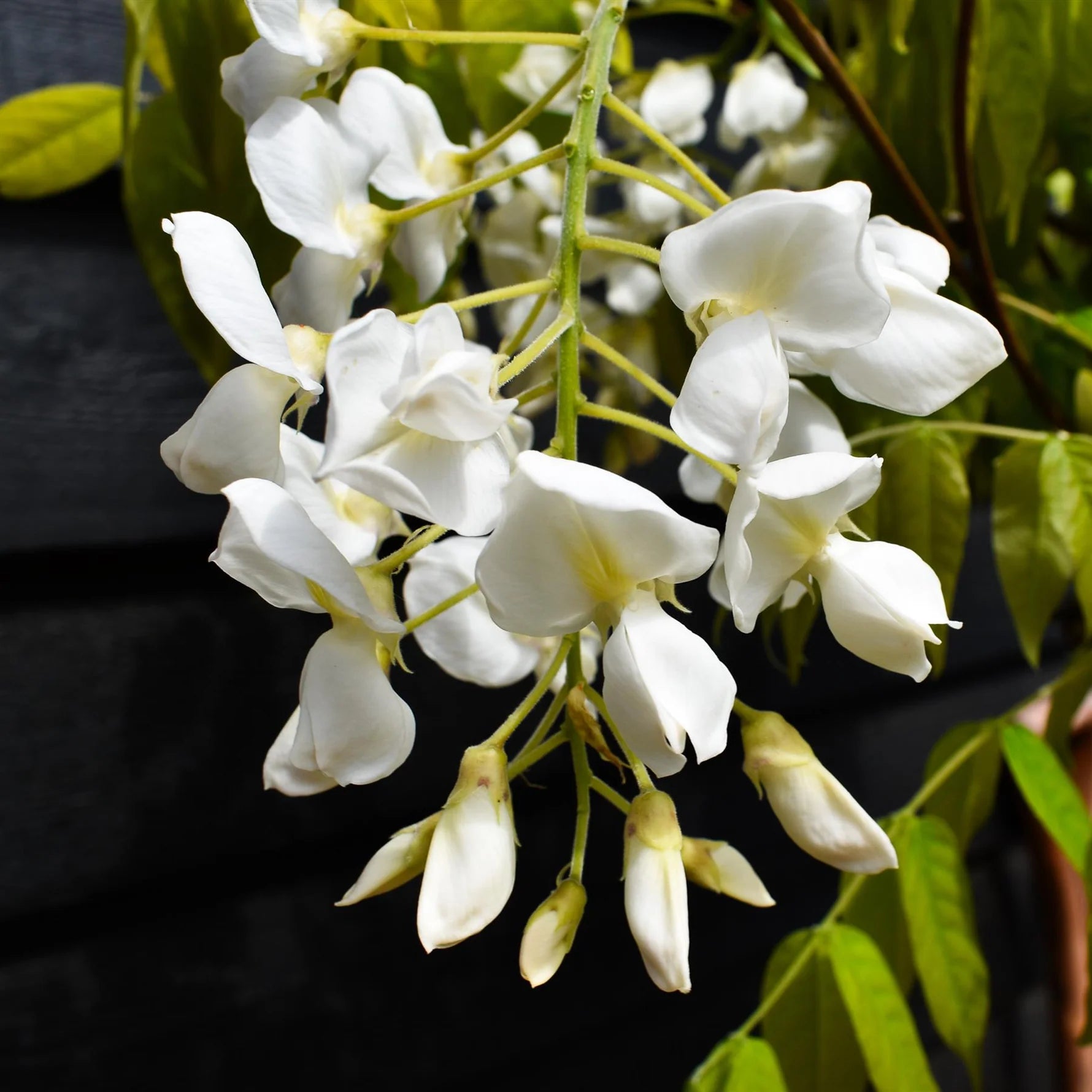 White Wisteria Flower seeds for Planting Rich Fragrance Heirloom & GMO Free Seeds For Home Garden 
 
 Sale