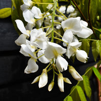 White Wisteria Flower seeds for Planting Rich Fragrance Heirloom & GMO Free Seeds For Home Garden 
 
 Sale