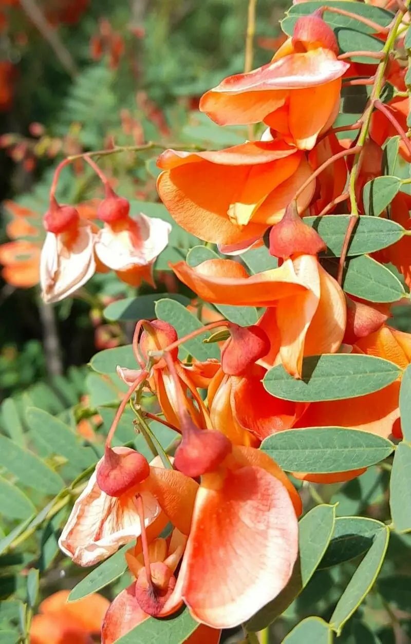 Sesbania Punicea Red Wisteria Seeds - Orange Flowers