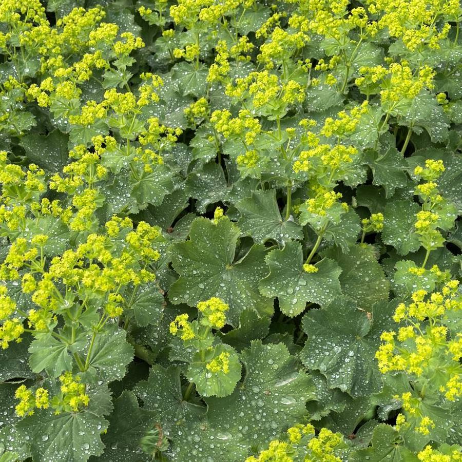 Planting Guide for Achemilla Mollis Seeds