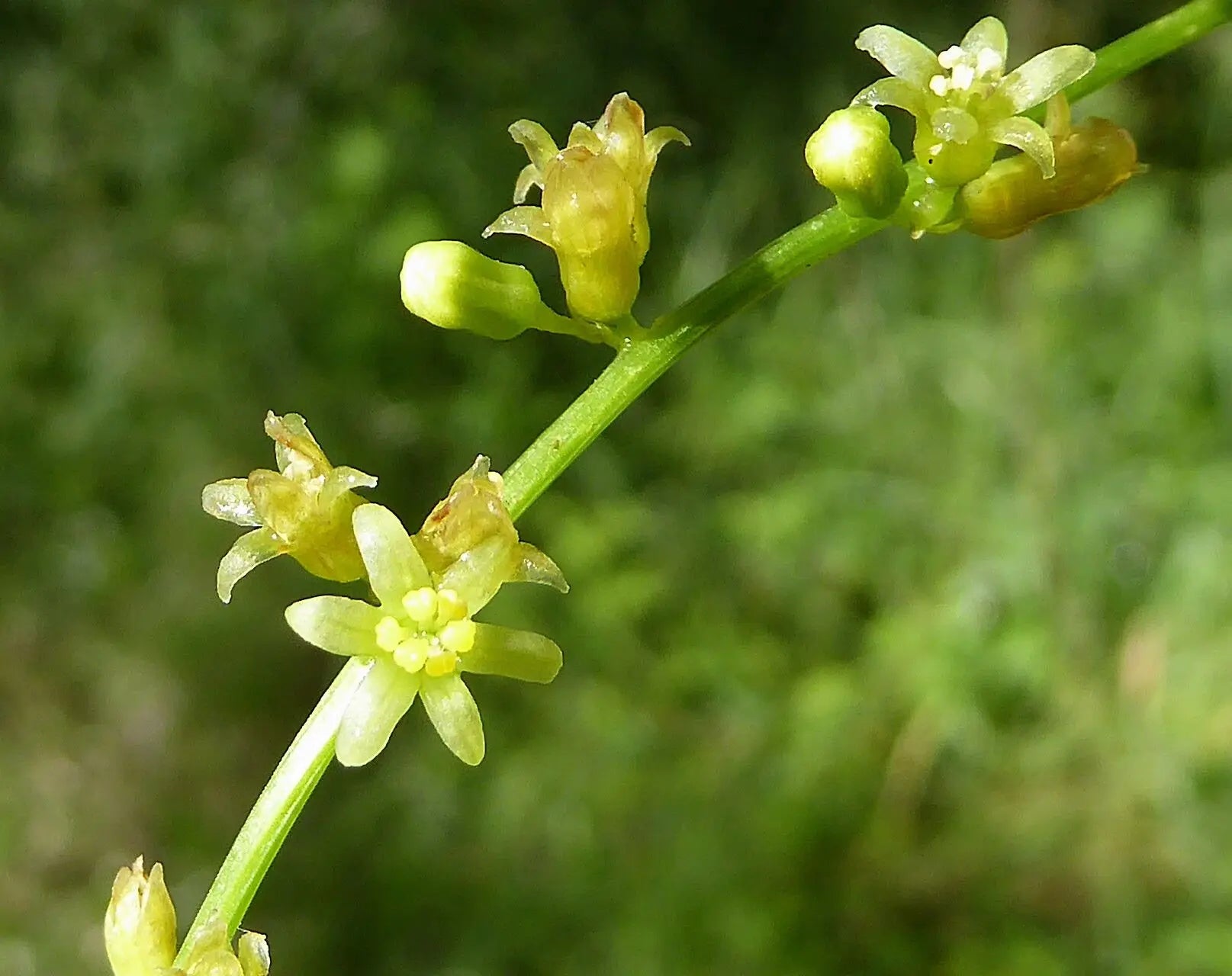 Dioscorea Flower seeds for Planting Garden Favorite Heirloom & GMO Free Seeds for Home Garden