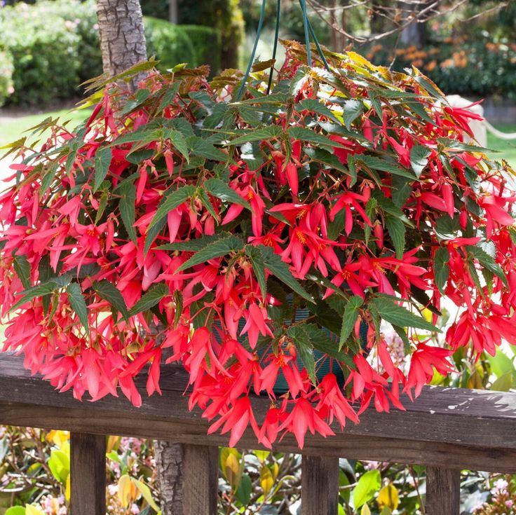 Trailing Begonia Flower seeds for Planting - Sun Loving, Heirloom & GMO Free Seeds for Home Garden