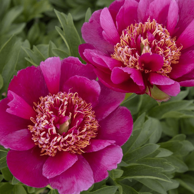 Fern Leaf Peony Pink Seeds for Planting - Elegant Perennial Blooms