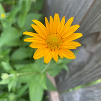 Yellow Heliopsis Flower seeds for Planting - Cut Flower Favorite, Heirloom & GMO Free Seeds for Home Garden