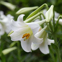 White Amaryllis Flower Seeds for Planting Vibrant Colors Heirloom & GMO Free Seeds for Home Garden
 
 Sale