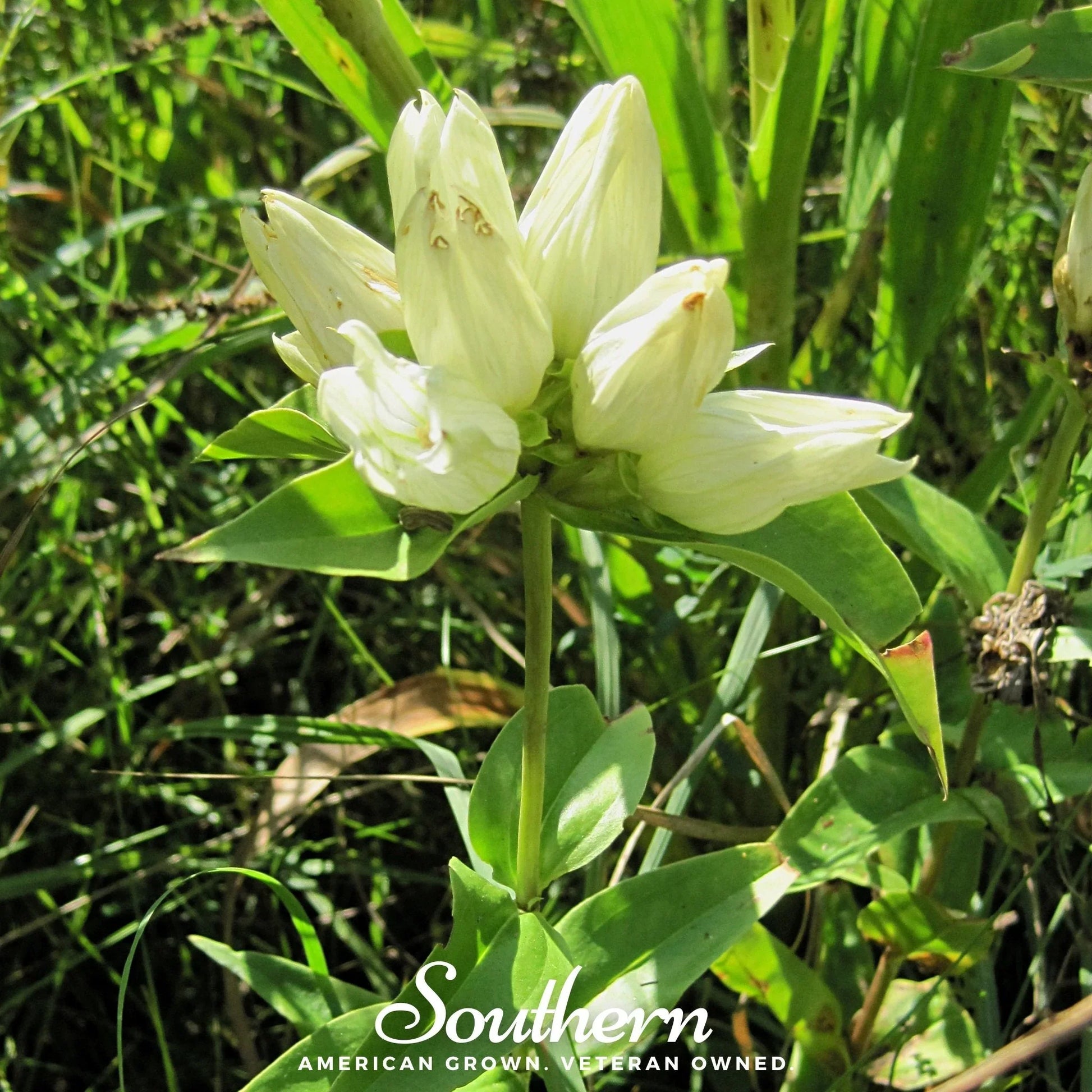 Easy Grow Cream Gentiana Seeds