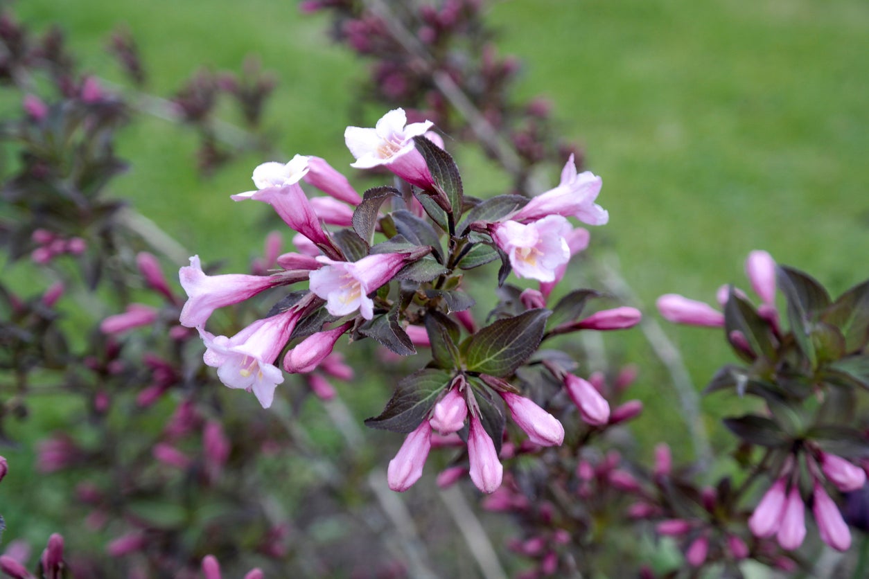 Easy-to-Grow Lavender Abelia Seeds