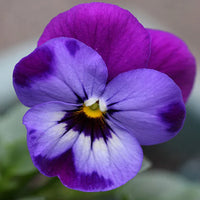 Easy Grow Violet Seeds