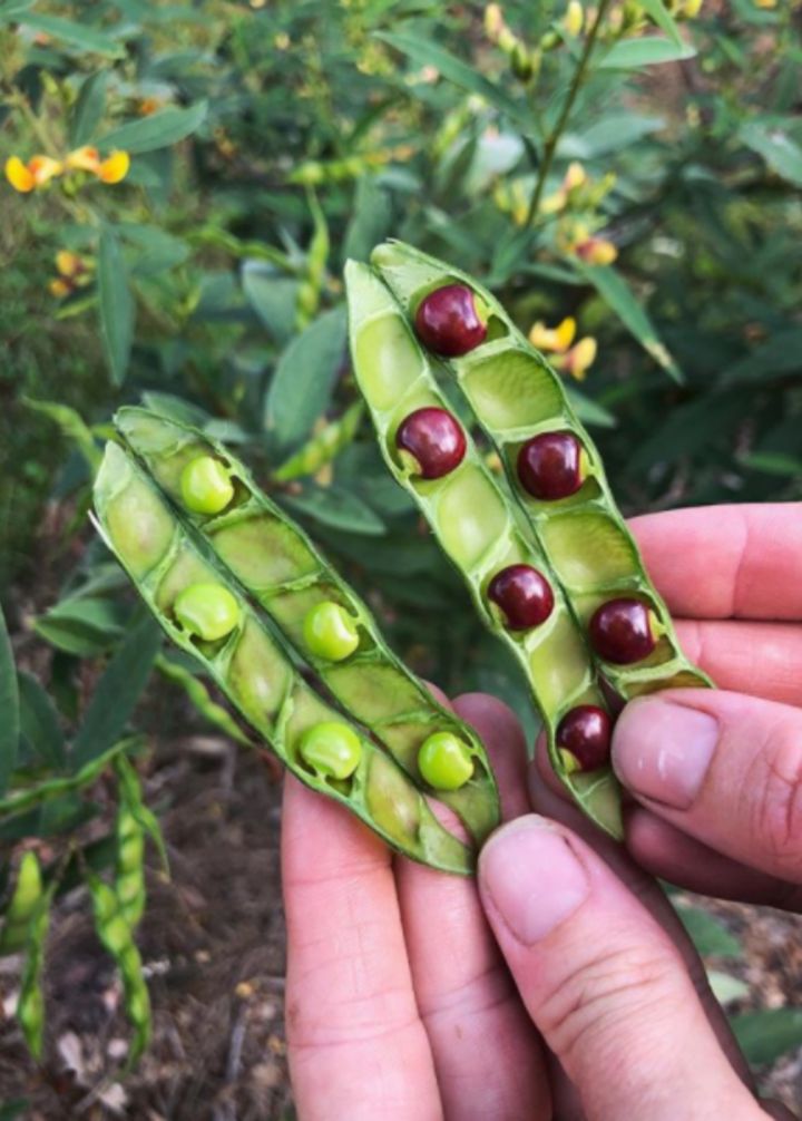 Easy growing Cajanus seeds for beginner gardeners