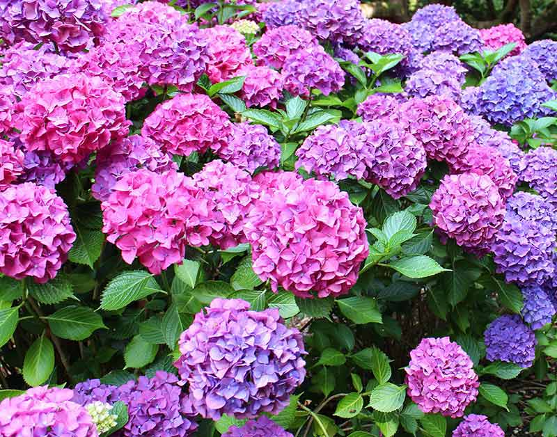 Khaki Hydrangea seeds producing unique colored blooms
