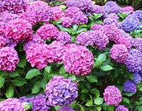 Khaki Hydrangea seeds producing unique colored blooms
