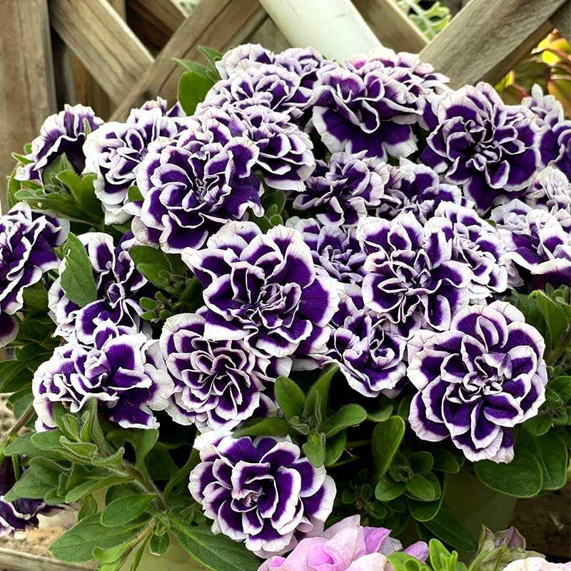 Violet Double Petunia Flower seeds for Planting Garden Favorite Heirloom & GMO Free Seeds for Home Garden 
 
 Sale