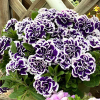 Violet Double Petunia Flower seeds for Planting Garden Favorite Heirloom & GMO Free Seeds for Home Garden 
 
 Sale
