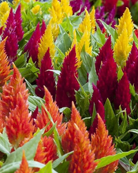 Celosia Flower seeds for Planting Compact Growth Heirloom & GMO Free Seeds for Home Garden