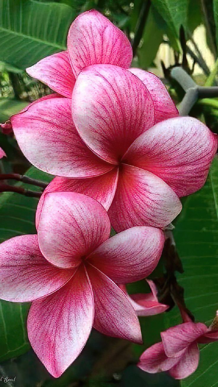 Ornamental Flower seeds for Planting Cut Flower Favorite Heirloom & GMO Free Seeds for Home Garden