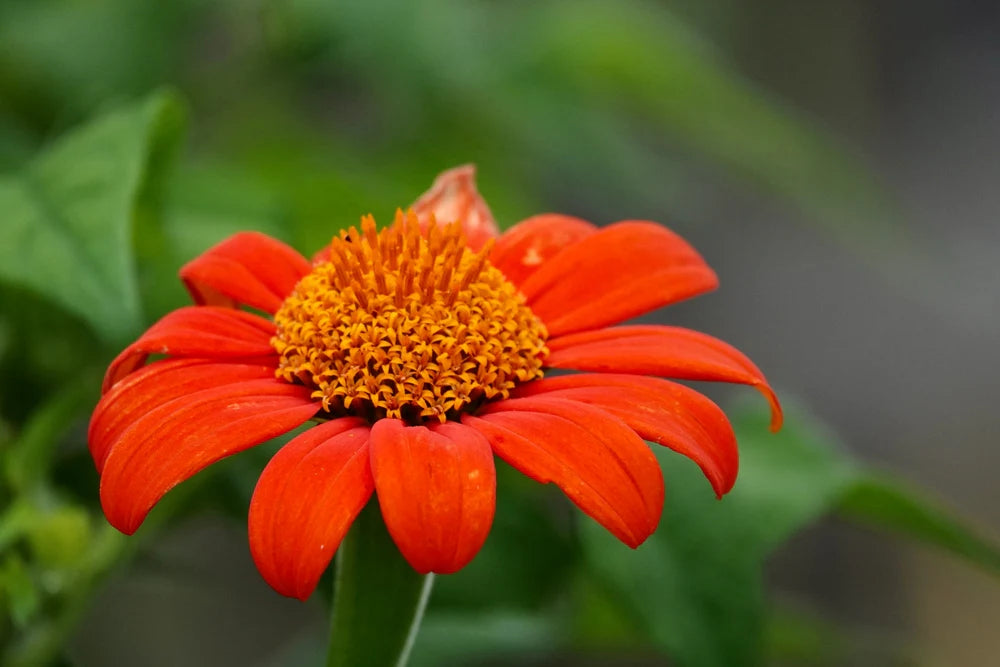 Orange Mexican SunFlower seeds for Planting Perfect for Borders Heirloom & GMO Free Seeds for Home Garden 
 
 Sale