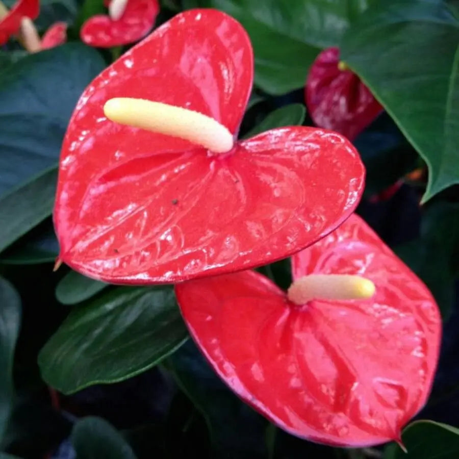 Anthurium Andraeanum Seeds, Heirloom Non-GMO Flower Seeds for Planting