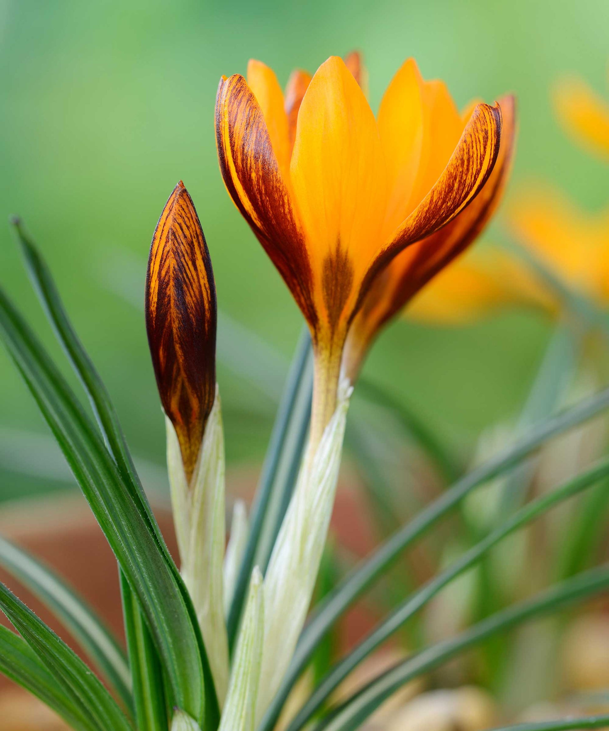 Orange Crocus Flower seeds for Planting Vibrant Colors Heirloom & GMO Free Seeds for Home Garden