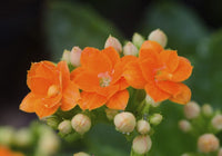 Kalanchoe Flower seeds for Planting - Seasonal Bloomer, Heirloom & GMO Free Seeds for Home Garden