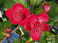 Schisandra Flower seeds for Planting Drought Tolerant Heirloom & GMO Free Seeds for Home Garden 
 
 Sale