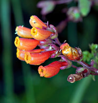 Eccremocarpus Scaber Flower seeds for Planting Colorful Display Heirloom & GMO Free Seeds for Home Garden