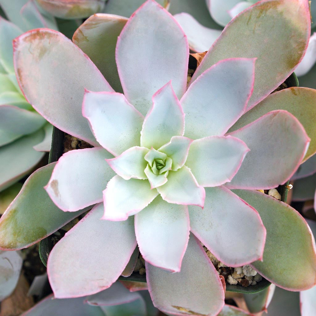 White Echeveria Cante Flower seeds for Planting - Garden Favorite, Heirloom & GMO Free Seeds for Home Garden