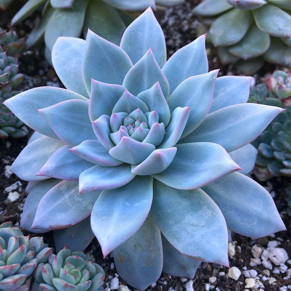 Blue Purple Succulent Flower Seeds – Long Bloom Season Heirloom & NonGMO Seeds for Home Garden
 
 Sale