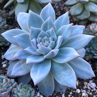 Blue Purple Succulent Flower Seeds – Long Bloom Season Heirloom & NonGMO Seeds for Home Garden
 
 Sale