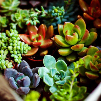 100 Pcs