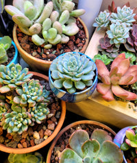 Echeveria Flower seeds for Planting Sun Loving Heirloom & GMO Free Seeds for Home Garden