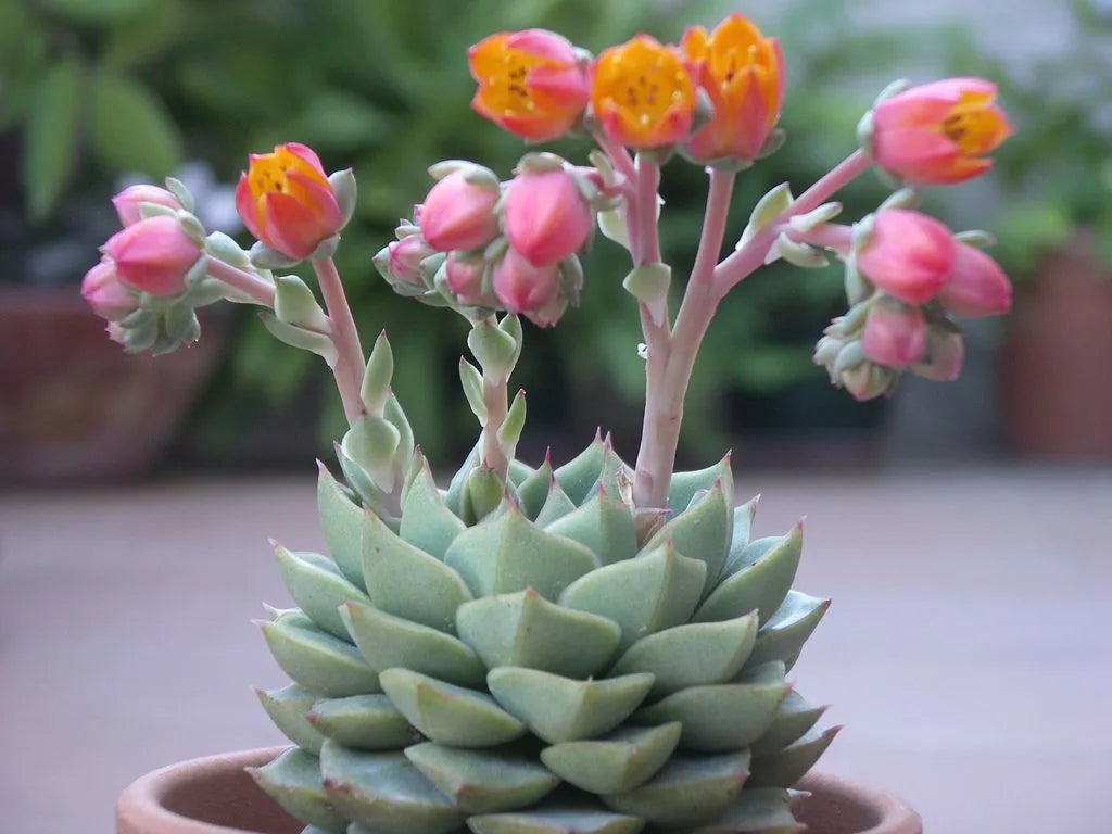 Succulents Flower seeds for Planting Cottage Garden Essential Heirloom & GMO Free Seeds for Home Garden