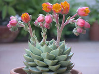 Succulents Flower seeds for Planting Cottage Garden Essential Heirloom & GMO Free Seeds for Home Garden