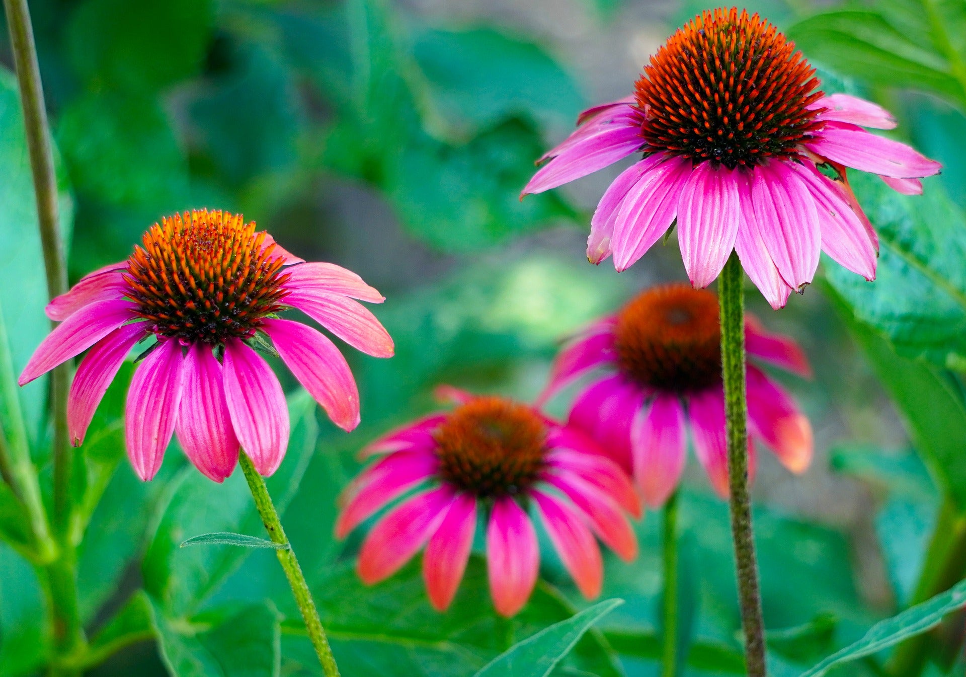 Echinacea Flower seeds for Planting Garden Favorite Heirloom & GMO Free Seeds for Home Garden