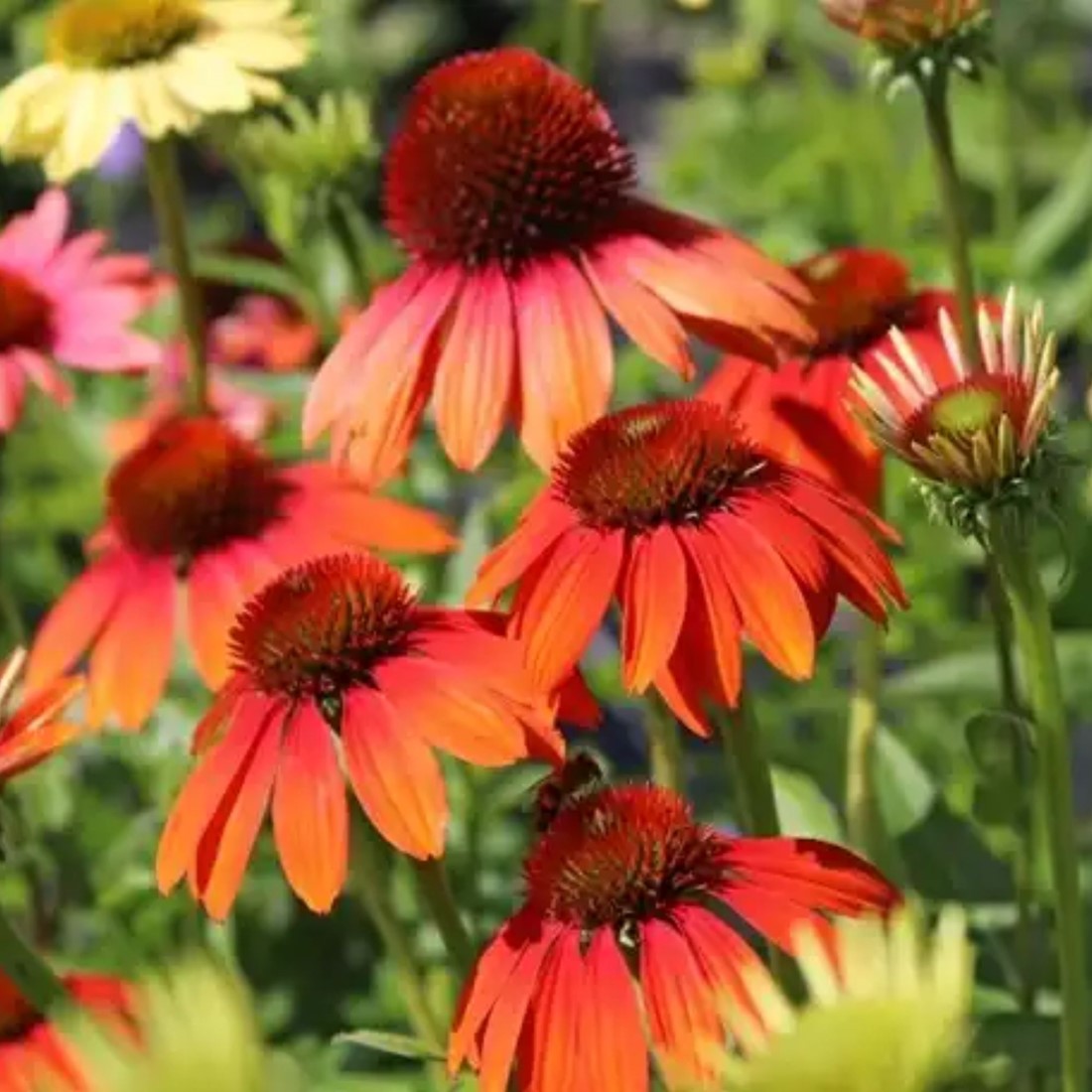 Echinacea Cheyenne Spirit Flower seeds for Planting Easy to Grow Heirloom & GMO Free Seeds for Home Garden
