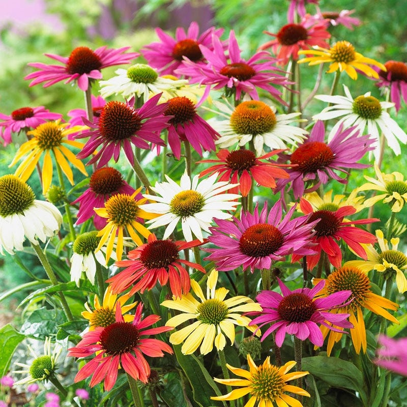 Mixed ConeFlower seeds for Planting - Low Maintenance, Heirloom & GMO Free Seeds for Home Garden