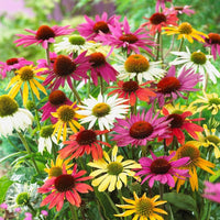 Mixed ConeFlower seeds for Planting - Low Maintenance, Heirloom & GMO Free Seeds for Home Garden