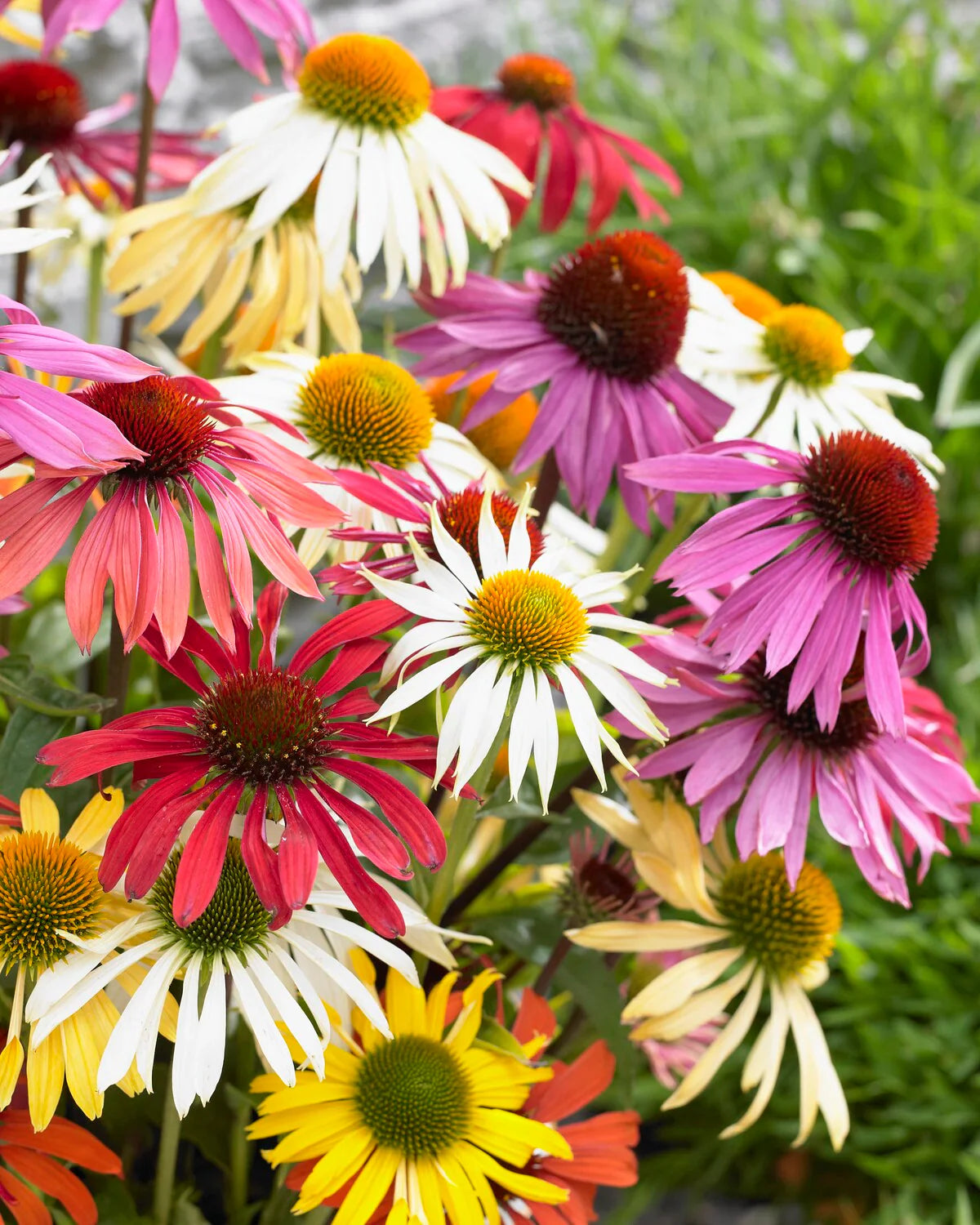 ConeFlower seeds for Planting Wildflower Mix Heirloom & GMO Free Seeds for Home Garden