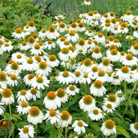White Coneflower Echinacea Seeds for Beautiful White Blooms